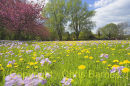 Spring blossom and wild flowers on Compton Green